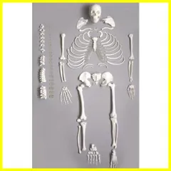 確認用追加画像戦前後～昭和３０年代頃極稀少レア木製人体骨格模型当時物コレクション
