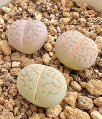 綾耀玉 3点セット1.3CM~1.5CM 多肉植物 リトープス コノフィツム 抜き苗 メルカリ便
