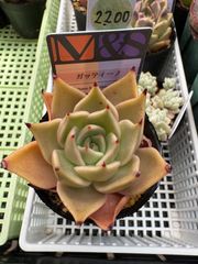 多肉植物　トスカネリ　韓国苗 トスカネリ – 多肉植物の通販・販売サイト tawawa