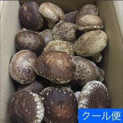 ☆限定☆訳あり B品 平茸 ひらたけ 約1キロ 80サイズ☆送料込 - メルカリ