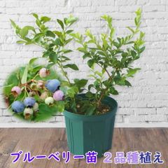 超大株！ブルーベリーハイブッシュ系3本セット◎ミスティ・ラン