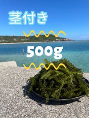 海ぶどう【茎付き】500gぷちぷち奥武島産