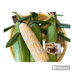 ★6月20.21日頃発送予定ゴールドラッシュ　とうもろこし🌽6.７本　渥美半島〜