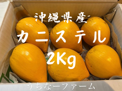 農家直送、沖縄カニステル 2Kg(箱込み)