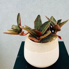 現品］【希少】13番 創樹 オリーブ セントキャサリン 6号 観葉植物