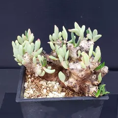 2025年最新】万物想の人気アイテム - メルカリ