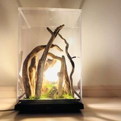 楡の木陰の欲望　 LED照明　流木アート　インテリア　プラスチックBOX P01
