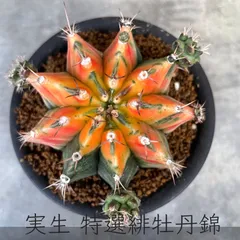 2025年最新】緋牡丹 錦の人気アイテム - メルカリ