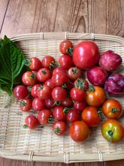 【訳あり　農薬・化学肥料不使用】トマト、プラム、エゴマの葉