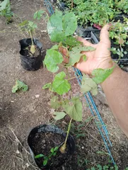 お*わ様 ラカンカ　羅漢果　苗　２本セット ラカンカ 羅漢果 苗 2本セット ✴奄美農場✴ ラカンカ苗 羅漢果