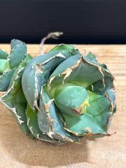 アガベ ホリダ 実生 選抜 ライムグリーン 【強刺タイプ】6 - メルカリ