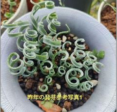 アルブカコンコルディアナ　カキ仔球根　Mサイズ３個セット＋おまけ種子２０粒