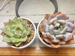 多肉植物　韓国苗　ソンヨウン＆シルエッ2苗！実生シャビアナ1苗！
