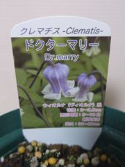 ♡クレマチス♡ドクターマリー♡希少♡4号鉢♡関口花園