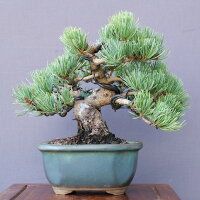 宮島五葉松　　小品盆栽／樹齢2５年直送kaz