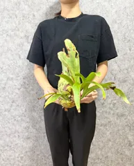 値下げビカクシダ グランデ 2025年最新】ビカクシダ グランデの人気アイテム - メルカリ