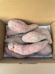 栽培中農薬不使用　さつまいも　紅はるか　5キロ入り大きいサイズ