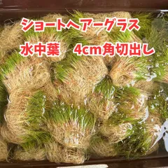 ADA 【Do!aqua】 フードグラス レア‼️ ADA 【Do!aqua】 フードグラス レア‼️