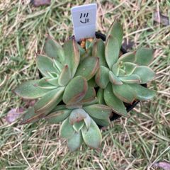 アガボイデス　ミラ　抜き苗　4頭？4株　多肉植物　モフ多肉　エケベリア