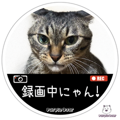 送料無料　ドラレコ　ドライブレコーダー　防犯カメラ　猫　ステッカー「録画中にゃん！　ステッカー」（約１００ｍｍ）