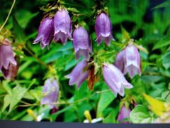 山野草・ホタルブクロの苗 （植え時、 ８本）