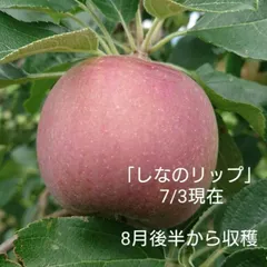 予約販売「ご自宅用しなのリップ約2kg」「夏りんごの主役」！長野県オリジナル品種。果汁が多く甘味と酸味のバランスが良い。夏収穫りんごを食べるなら押さえておきたい品種です。お届け後冷蔵庫にて（発送予定は8/16頃～）