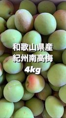 宮崎県産摘果マンゴー・グリーンマンゴー約4.7kg(10~150) - メルカリ