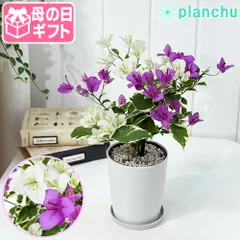 斑入りブーゲンビリア NO338　鉢ごとらくらくメルカリ便にて発送‼️ 斑入り・ブーゲンビリア・ブルーハワイ』現品③ 4号鉢植え 鉢