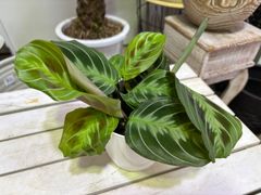 マランタ・キャットマスターシュ　4号　エキゾチック　個性的　インテリア　グリーン　オシャレ　観葉植物　ハンギング