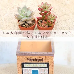 多肉植物2個×ミニプランターセット ヴィルフルール ポット 培養土付き 鉢 雑貨 寄せ植え かわいい ミニ おしゃれ ガーデン