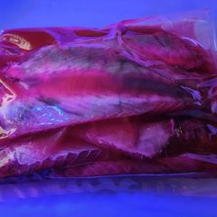 鮭、アキアジにケイムラ反応するカツオのハラモ500g