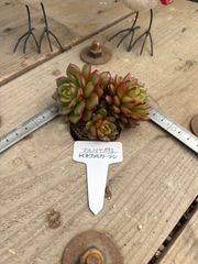 ブルノイヤ群生 現物品 エケベリア トロピカルガーデン 多肉植物