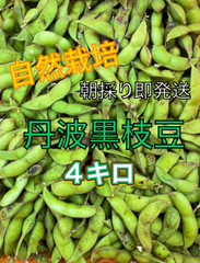 丹波黒大豆の枝豆　丹波黒枝豆 4キロ