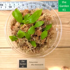 2025年最新】Diversifoliumの人気アイテム - メルカリ