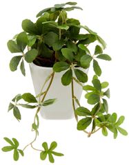 Item thumbnail for item 644aaa9b-d9ca-4d91-ba3f-fa49292a48fa