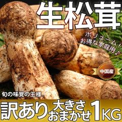 生松茸 訳あり 1kg＜開き方・大きさおまかせ＞ 空輸 中国産 本数未定 鮮度優先 国内トップクラスの選別基準 様々な食べ方で楽しめる フレッシュマツタケ 日本向け 鮮度が良い高級天然キノコ 秋の味覚の王様 旬の食材 家庭用 敬老の日お中元 ＜安心の国内検品＞