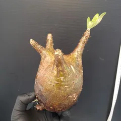 サマーセール グラキリス ベアルート 特大サイズ_3 サマーセール グラキリス ベアルート 特大サイズ_3 - メルカリ