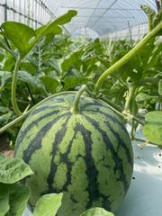 【金澤秋スイカ】砂丘地特産　7〜9㎏　8月下旬～順次発送