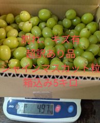 訳あり品 シャインマスカット粒 箱込み5キロ