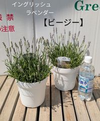 イングリッシュラベンダー　ビージー　ライトブルー　５号鉢　ハーブ　アロマ　ガーデニング