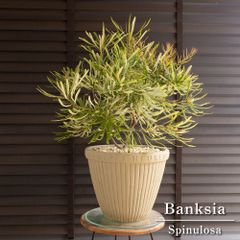 発根済】24cm 金鯱 サボテン 8号 多肉植物 ドライガーデン 金シャチ