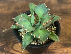 Agave/アガベ  チタノタ/姫厳竜 コンパクター 強棘厚葉 発根済  送料込み ②