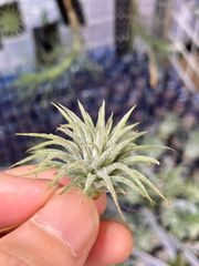 【ネコポス】チランジア イオナンタ 'プレアデス' Tillandsia ionantha 'Pleiades' キンクマ農園☆T0141
