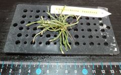 Chiloschista lunifera キロスキスタ　ルニフェラ