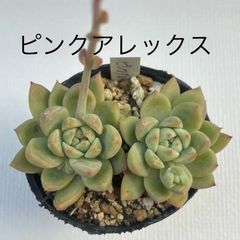多肉植物 ピンクアレックス