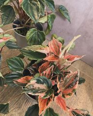 ペペロミアニューピンクレディー　ペペロミア　３号　観葉植物　植物