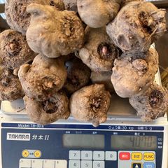 こんにゃく種芋4kg(あかぎ大玉）