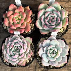 美苗❤️シモヤマコロラータ✨ 2025年最新】シモヤマコロラータの人気アイテム - メルカリ