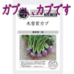 【ポスト投函便】グリーンフィールドプロジェクト　木曽紫かぶ【自然農法の種・固定種・国産】　根菜　秋