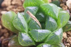 多肉植物 ハオルチア オブツーサ マリン